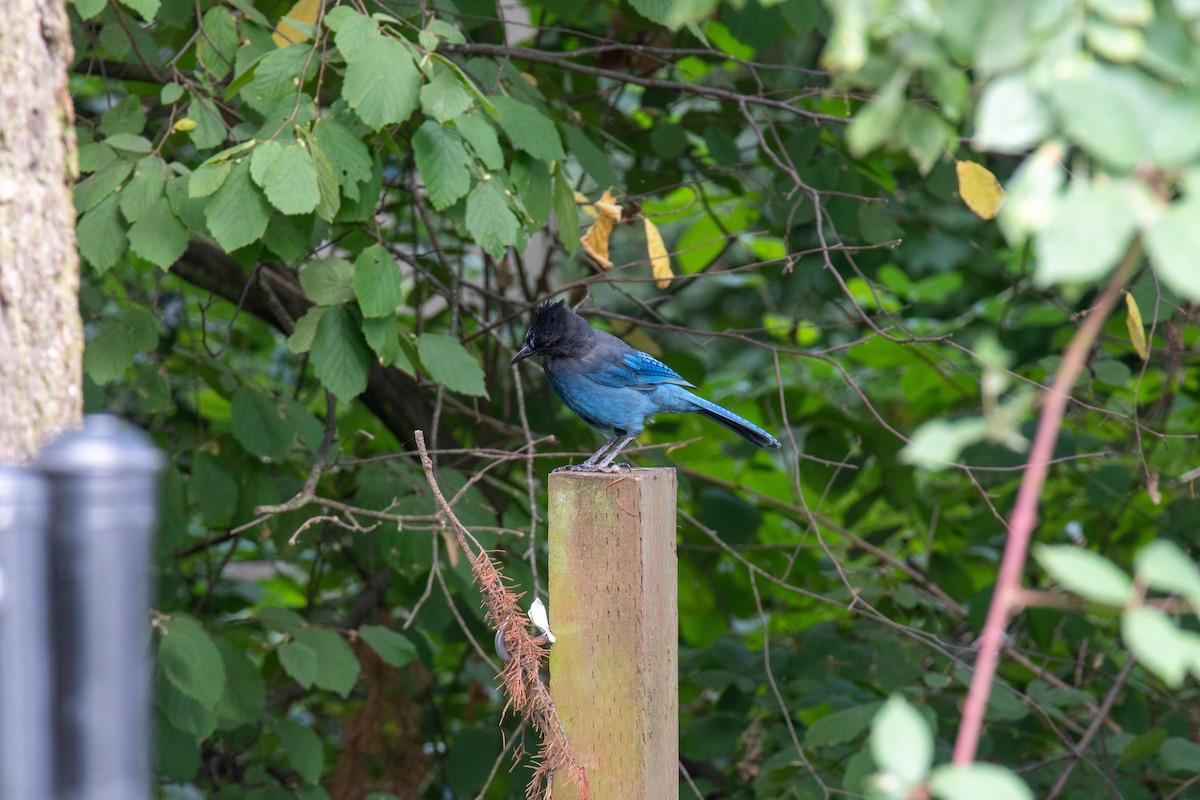 Steller's Jay - ML369983121