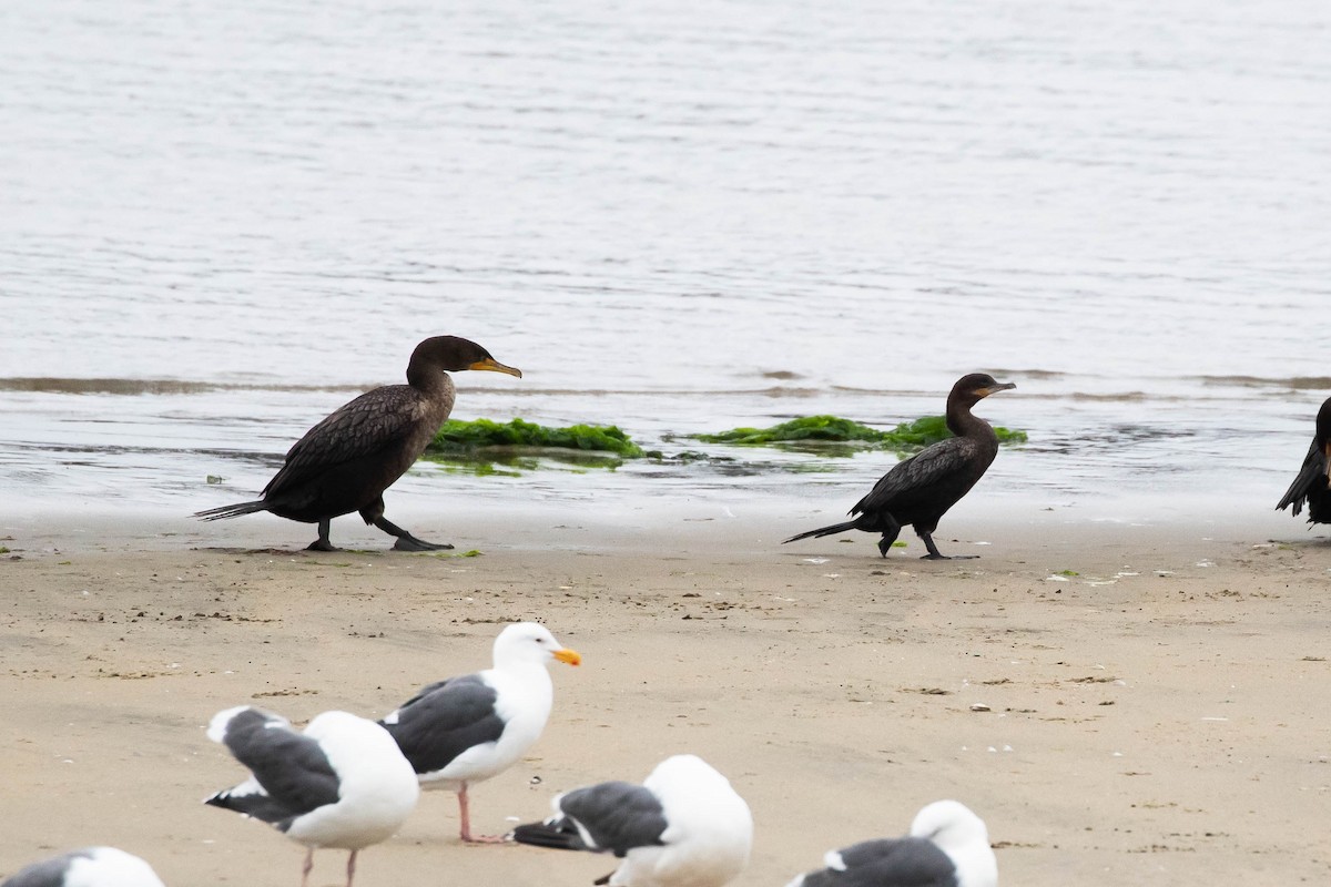 Neotropic Cormorant - Alex Lamoreaux