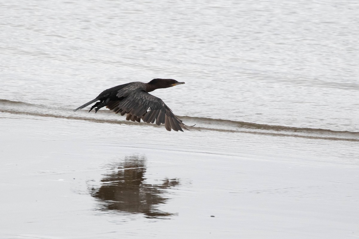 Neotropic Cormorant - Alex Lamoreaux