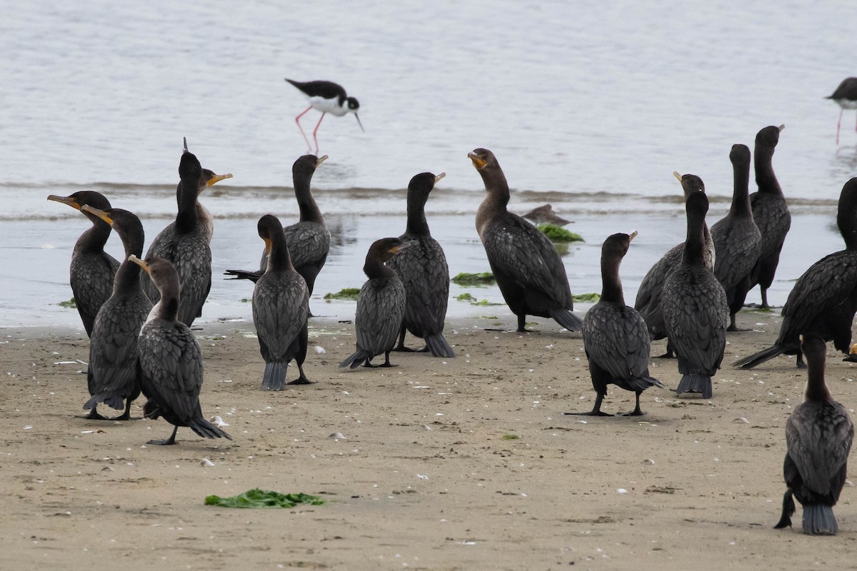 Neotropic Cormorant - ML369985461