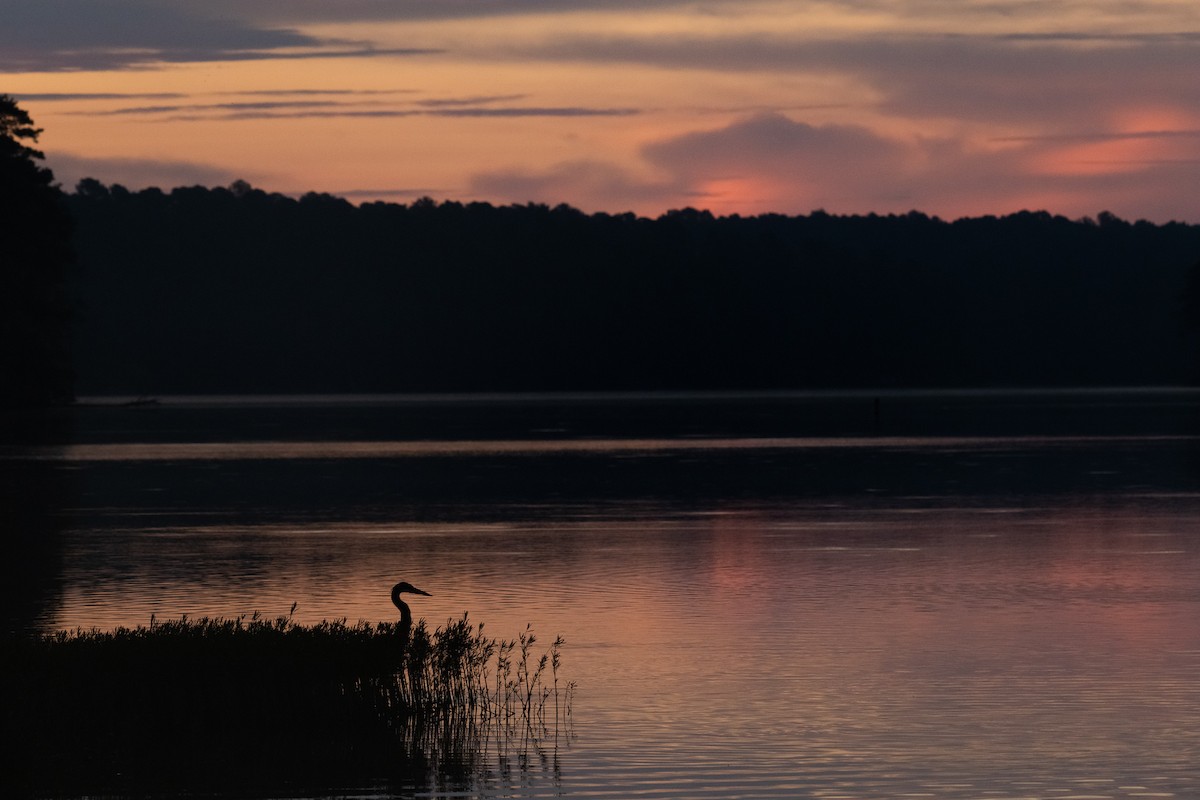 Great Blue Heron (Great Blue) - Ed Corey