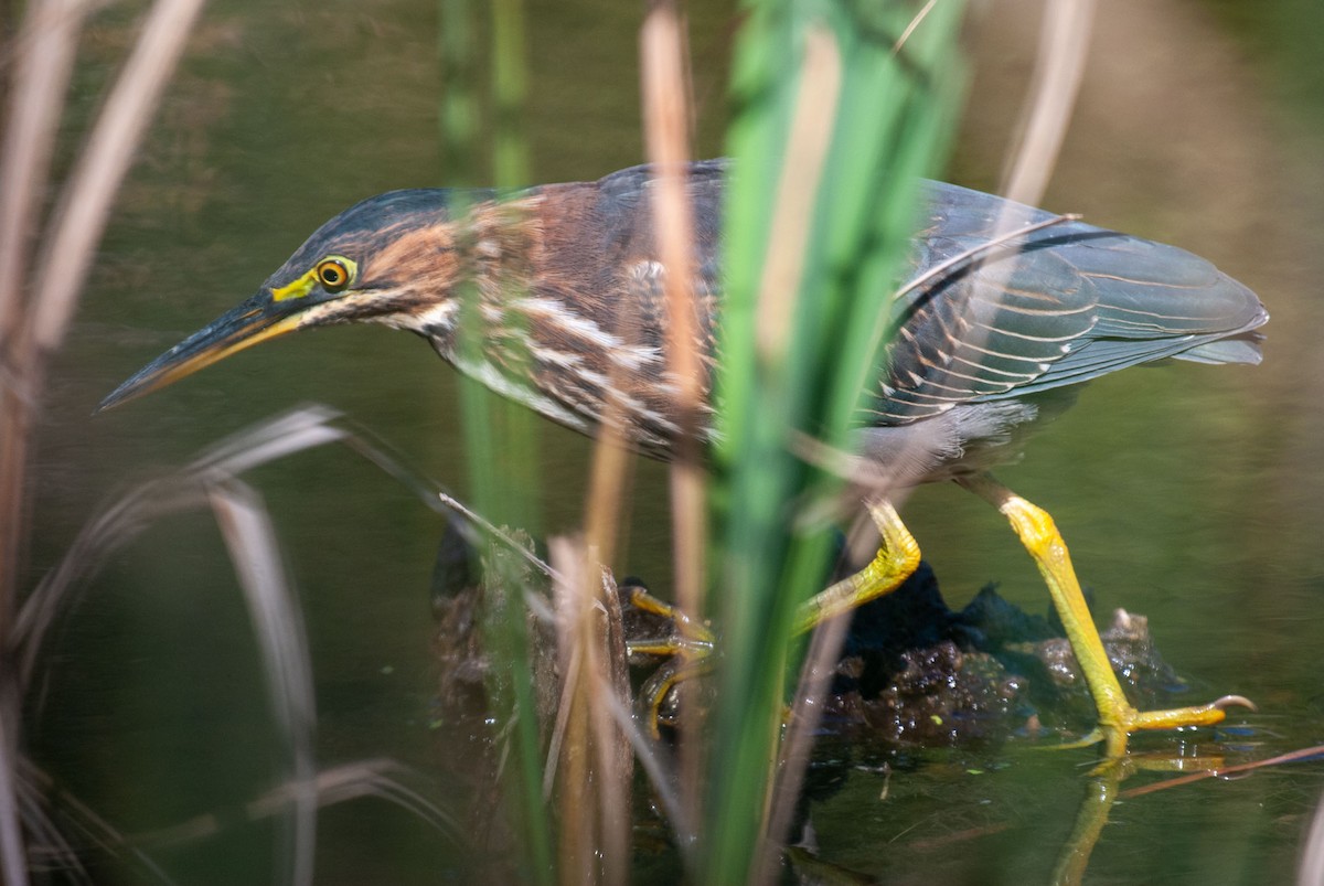 Green Heron - ML369987631