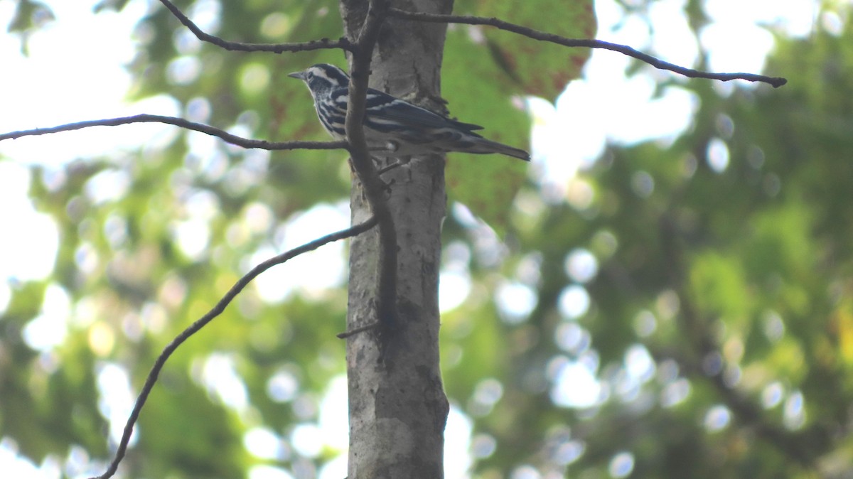 Black-and-white Warbler - ML369988541