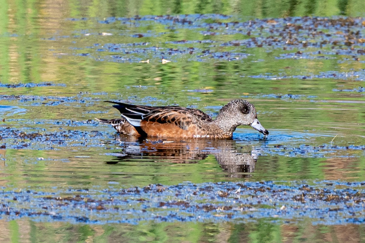 American Wigeon - ML369988851