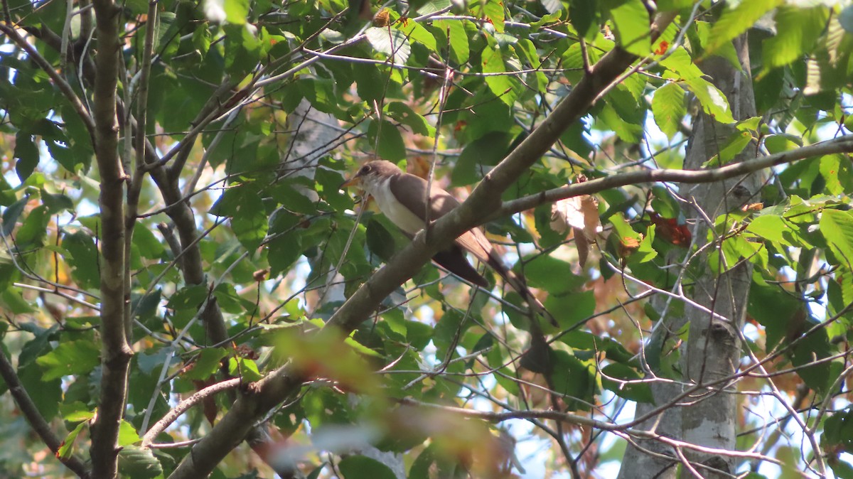 Yellow-billed Cuckoo - ML369988881