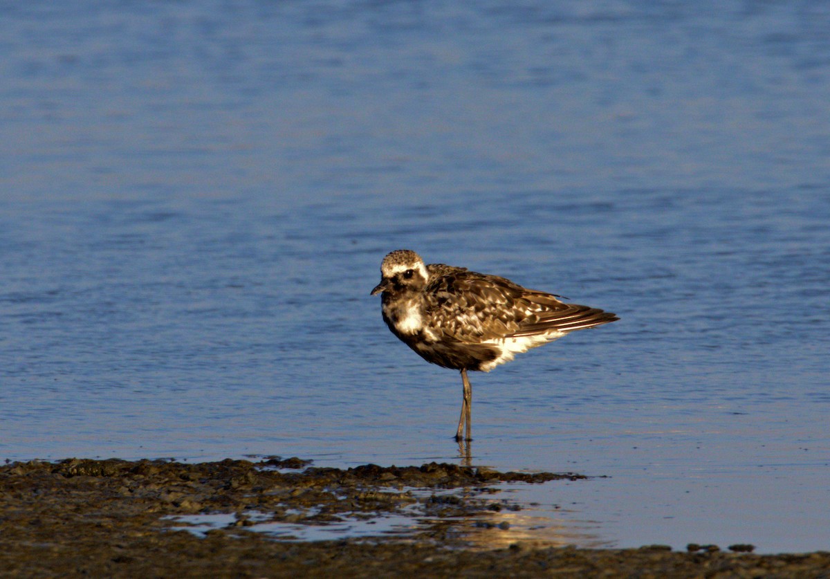 Black-bellied Plover - ML369990031