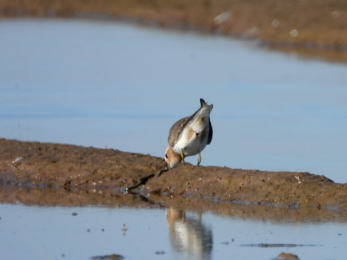 Rufous-chested Dotterel - ML369990701