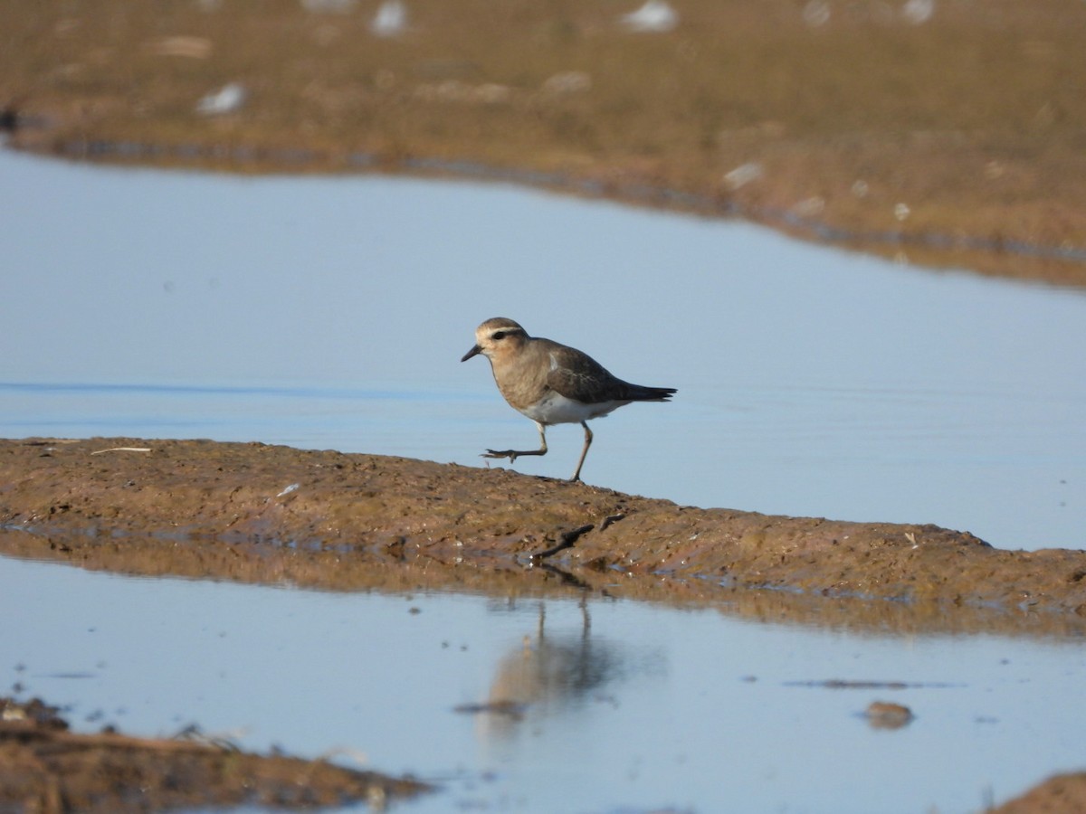 Rufous-chested Dotterel - ML369990711