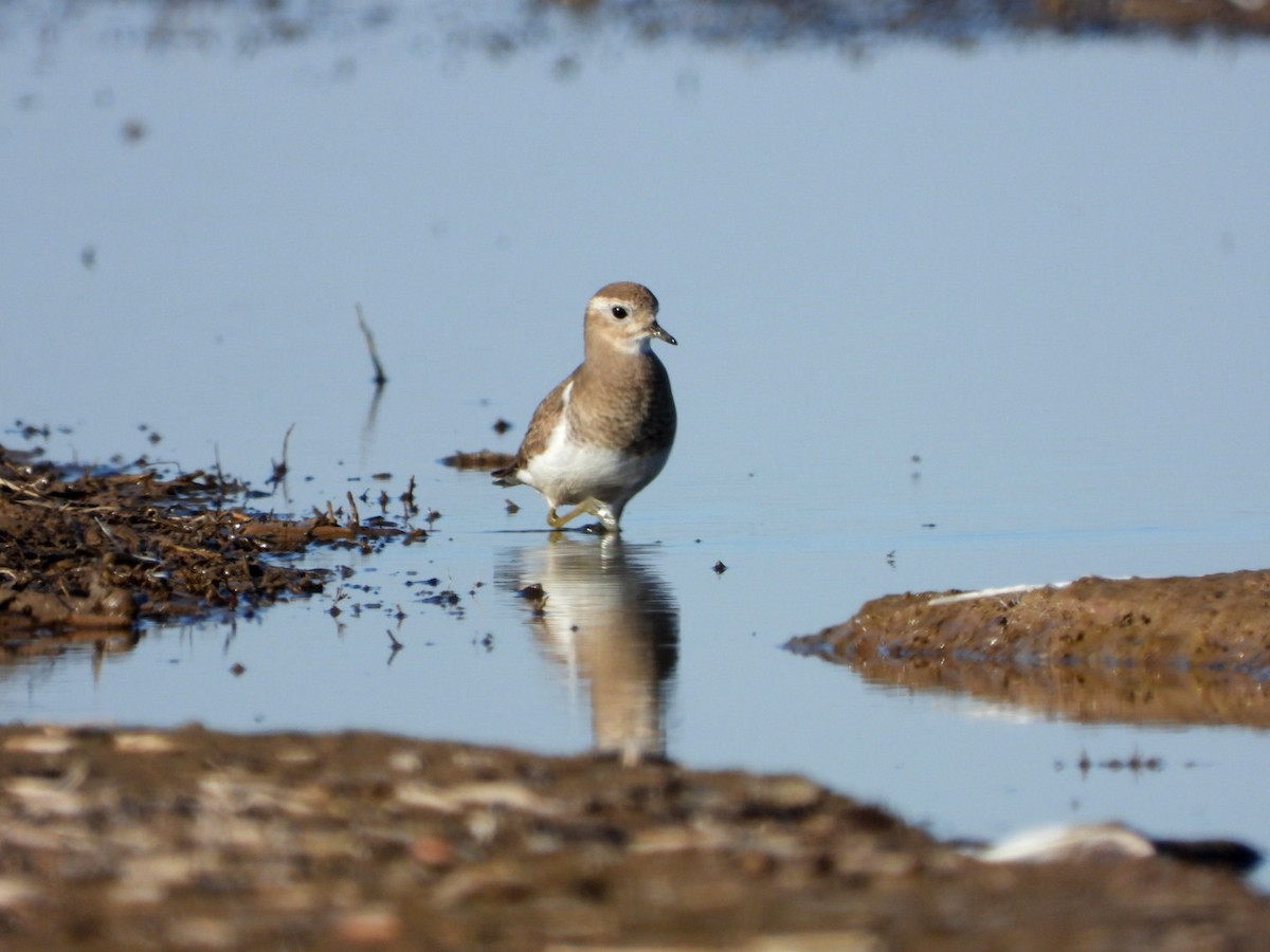 Rufous-chested Dotterel - ML369990771