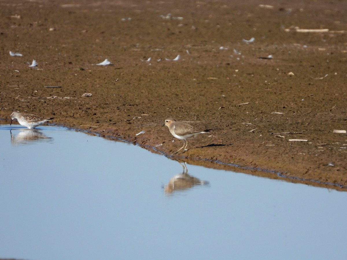 Rufous-chested Dotterel - ML369990781