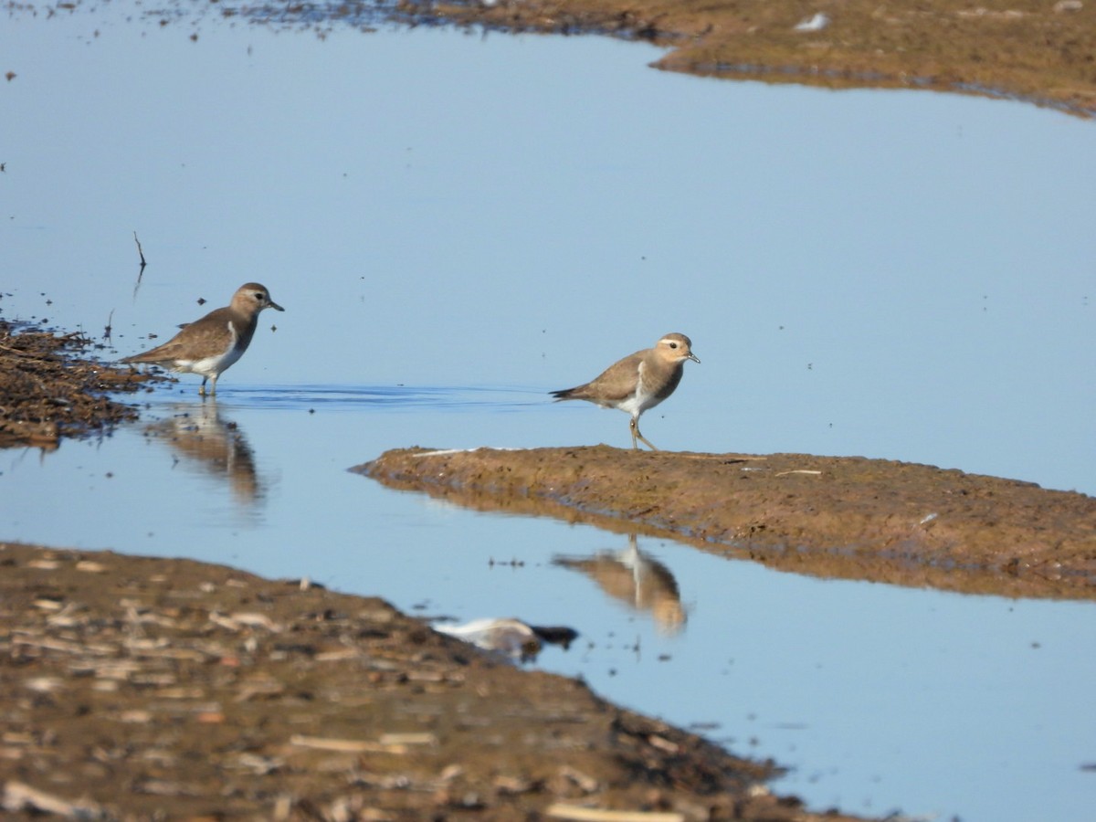 Rufous-chested Dotterel - ML369990791