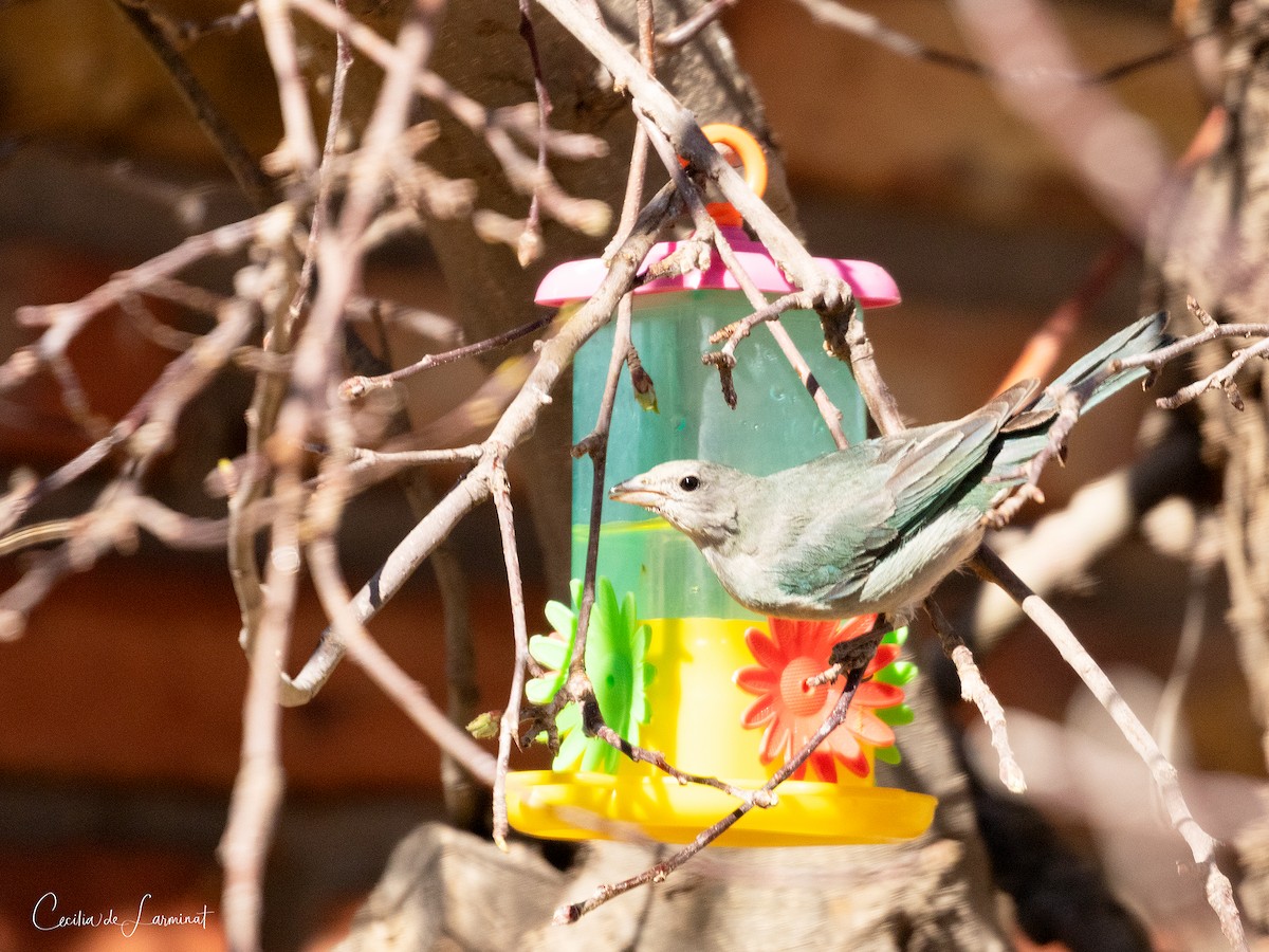 Sayaca Tanager - Cecilia de Larminat