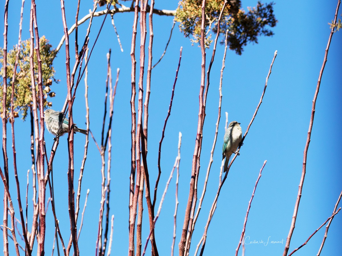 Sayaca Tanager - ML369991521