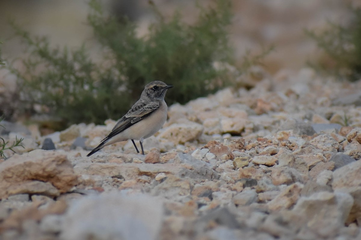 Pied Wheatear - Christos Christodoulou