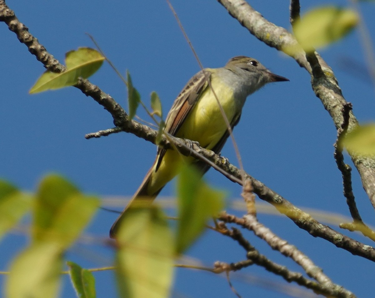 Great Crested Flycatcher - ML369992971