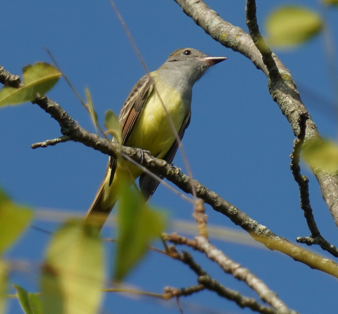 Great Crested Flycatcher - ML369993001