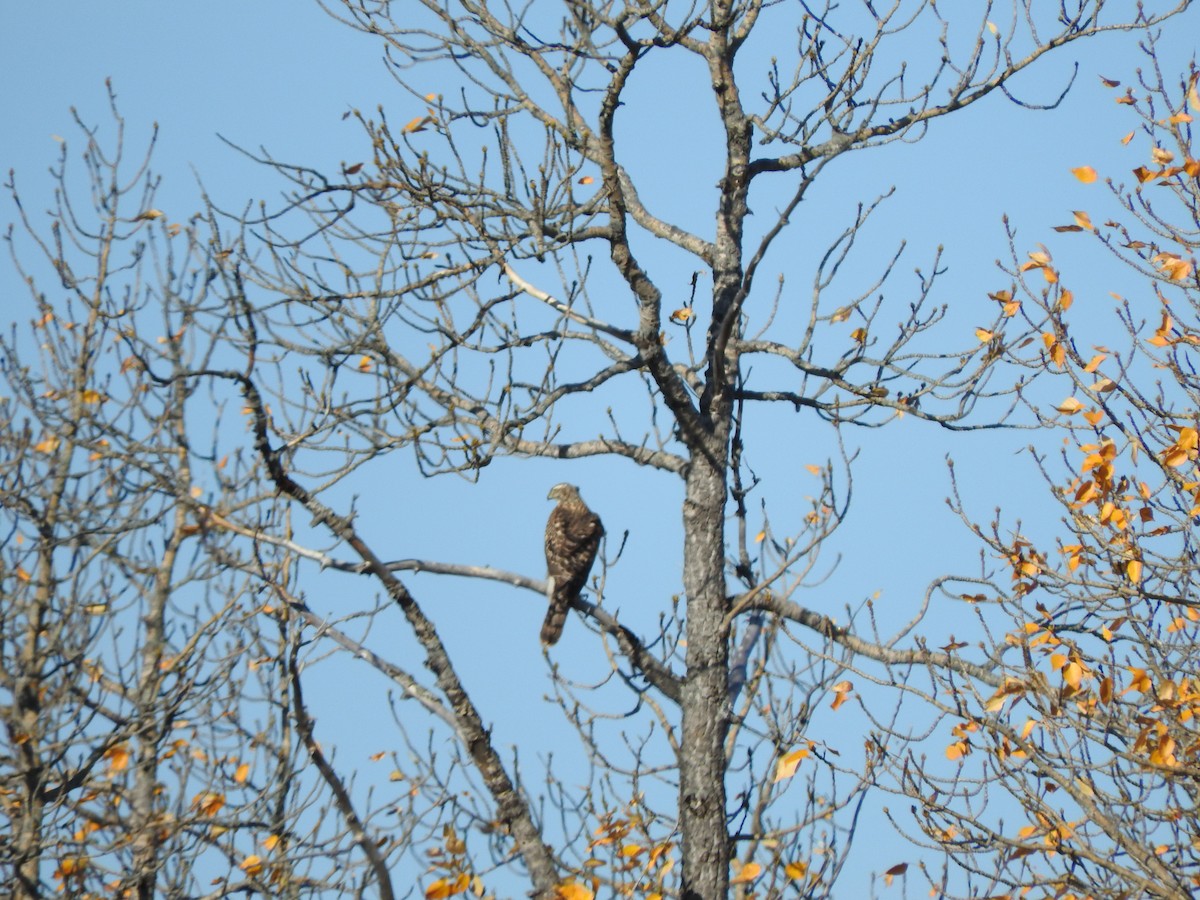 American Goshawk - France Desbiens