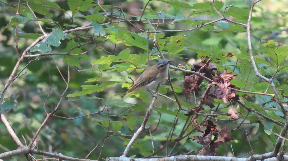 Red-eyed Vireo - ML369994841