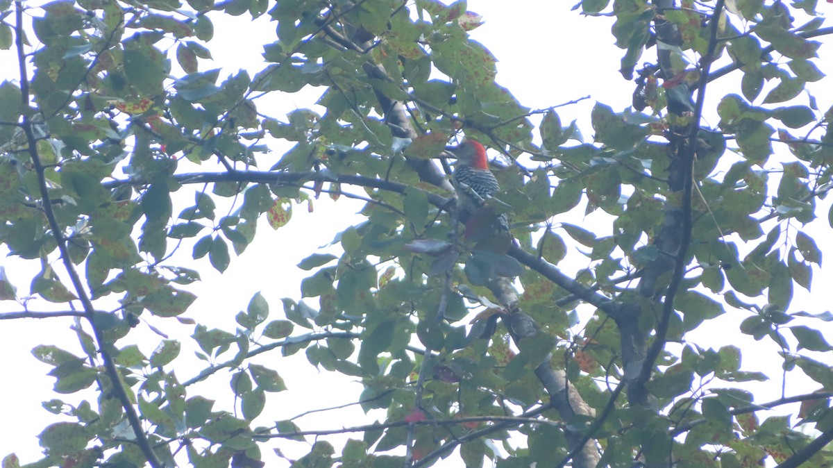 Red-bellied Woodpecker - ML369994951