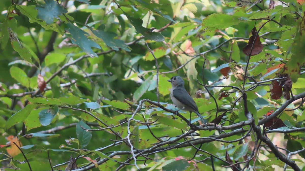 Tufted Titmouse - ML369995171