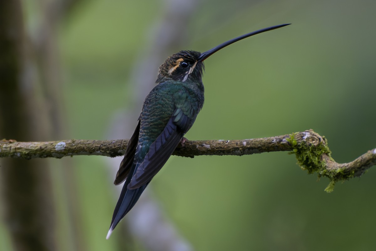 White-whiskered Hermit - Jeff Maw