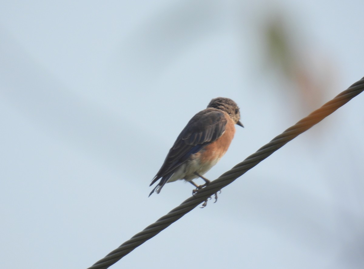 Eastern Bluebird (Eastern) - ML369996221
