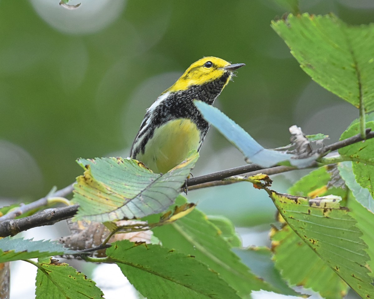 Black-throated Green Warbler - Brian Hicks