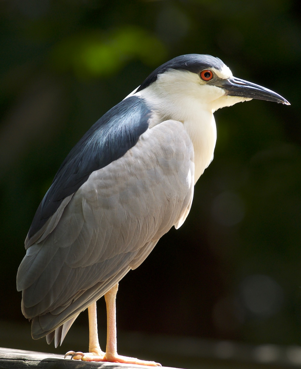 Black-crowned Night Heron - ML36999901