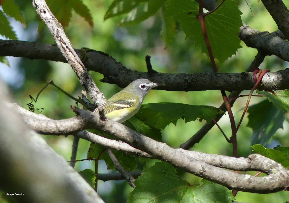 Blue-headed Vireo - ML369999921