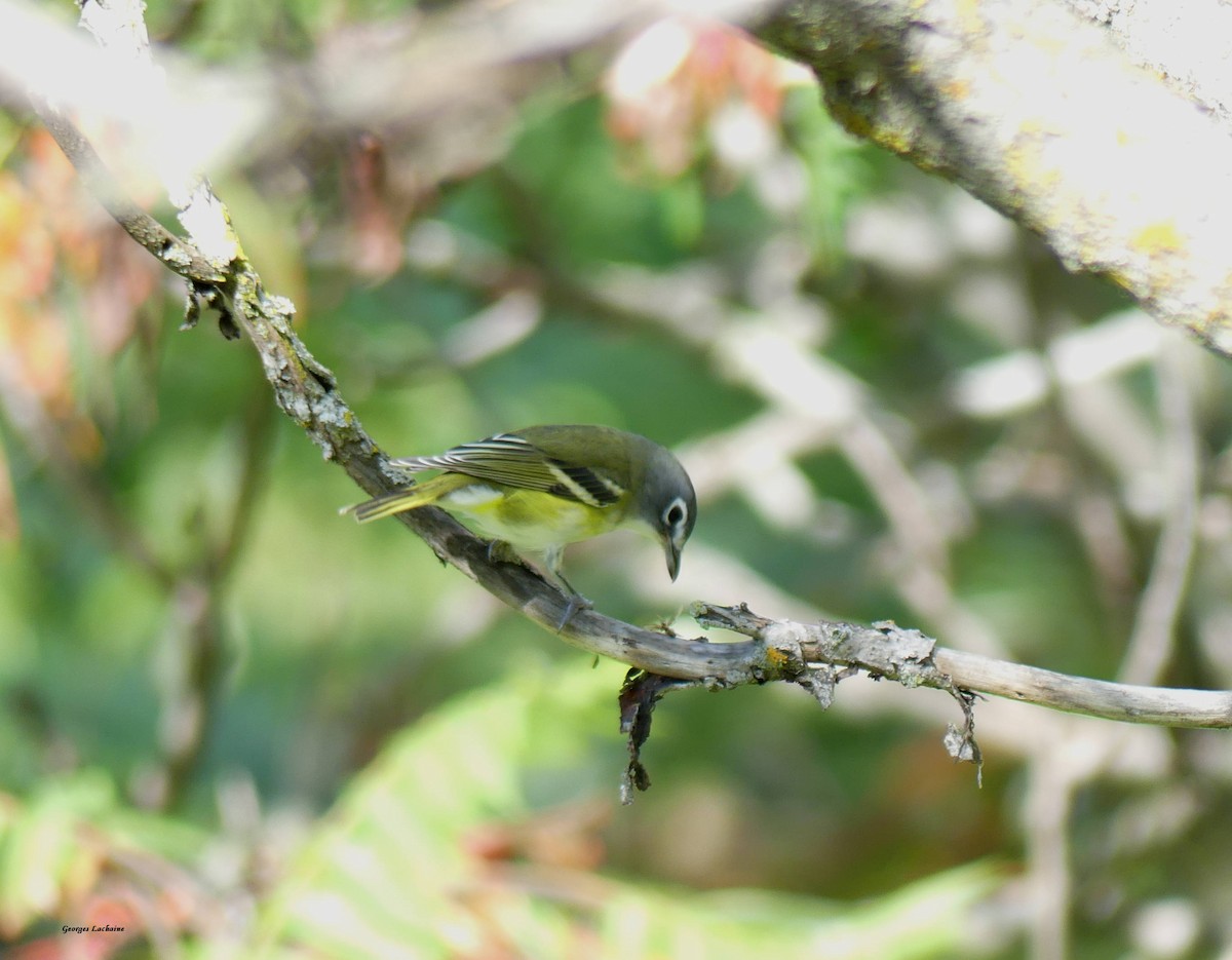 Blue-headed Vireo - Georges Lachaîne