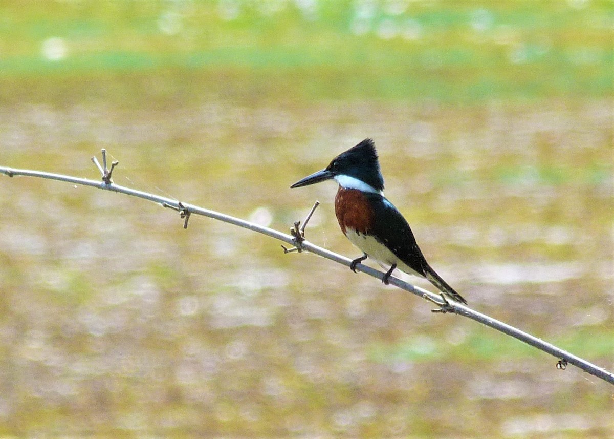 Martin-pêcheur vert - ML370001981