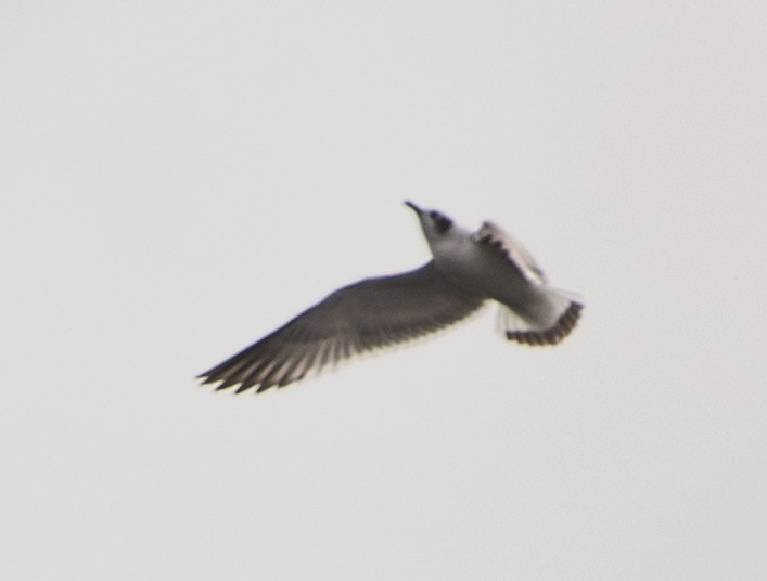 Mouette de Franklin - ML37000291