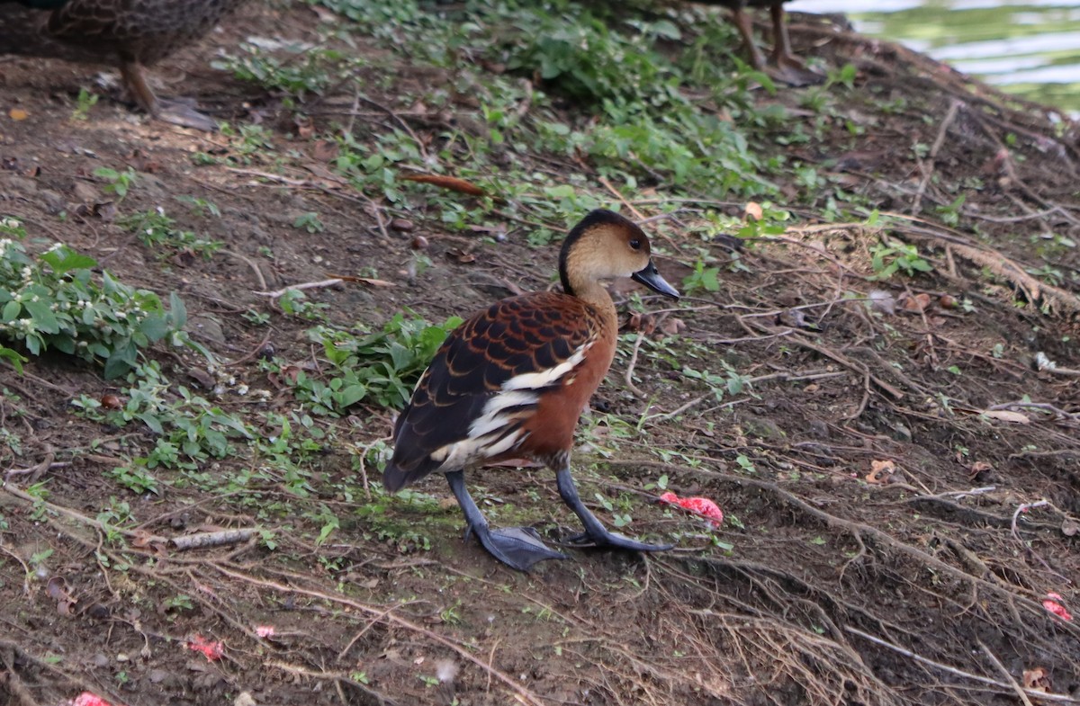 Wandering Whistling-Duck - ML370006461