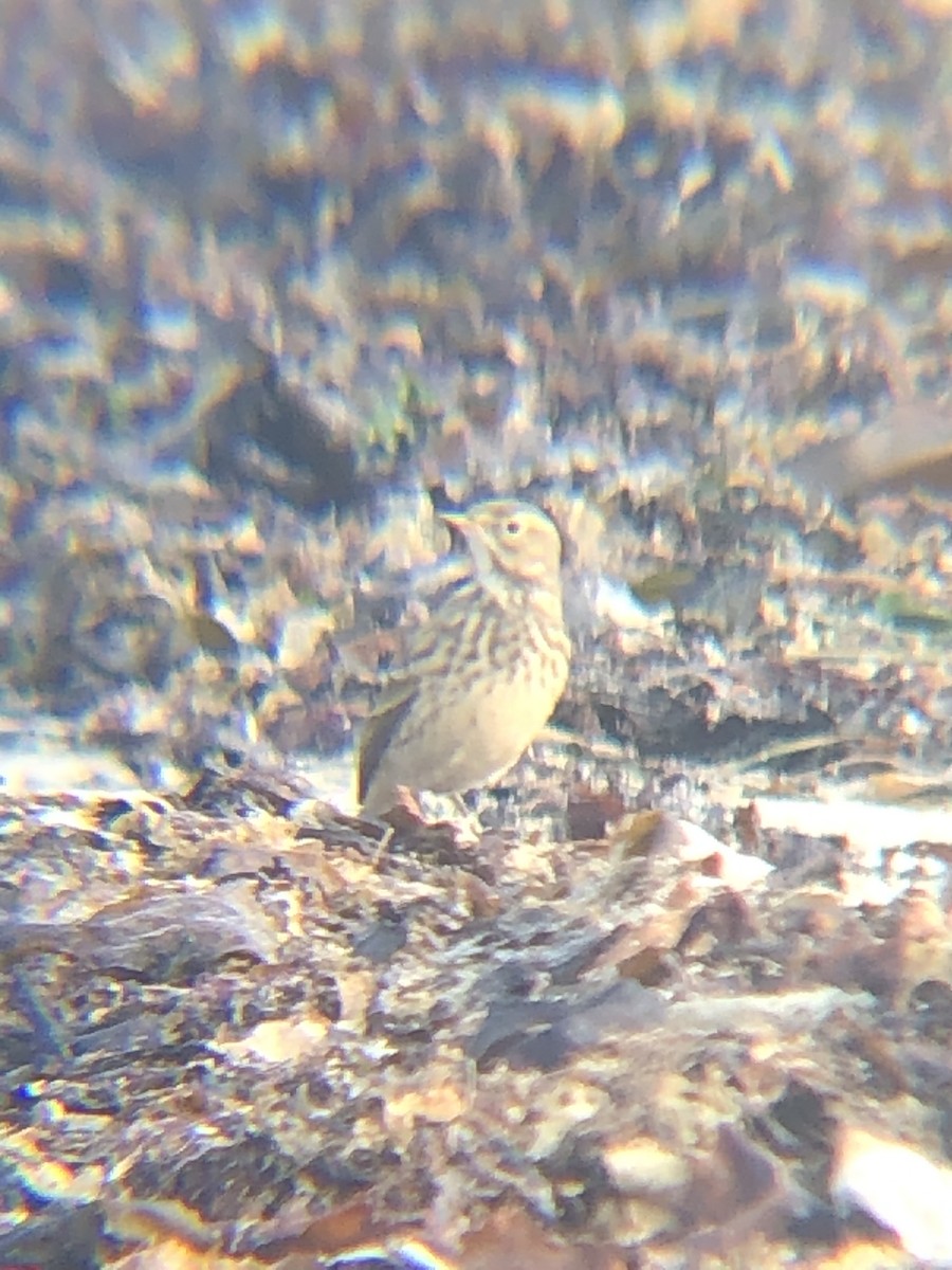 American Pipit - ML370007021