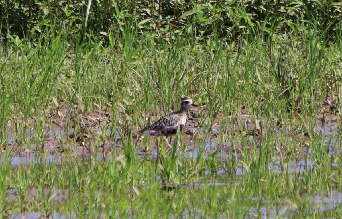 Pacific Golden-Plover - Bahar Bilgen