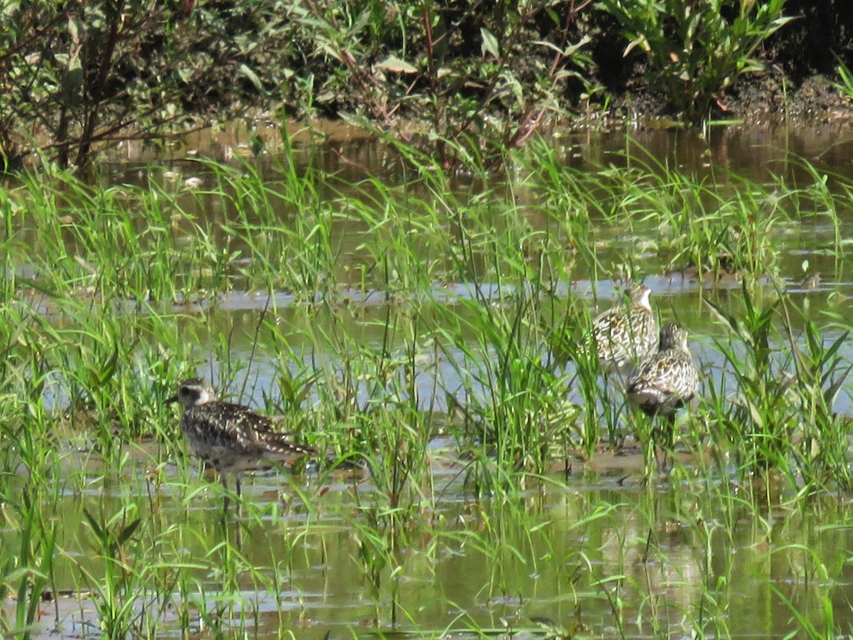 Pacific Golden-Plover - ML370008131