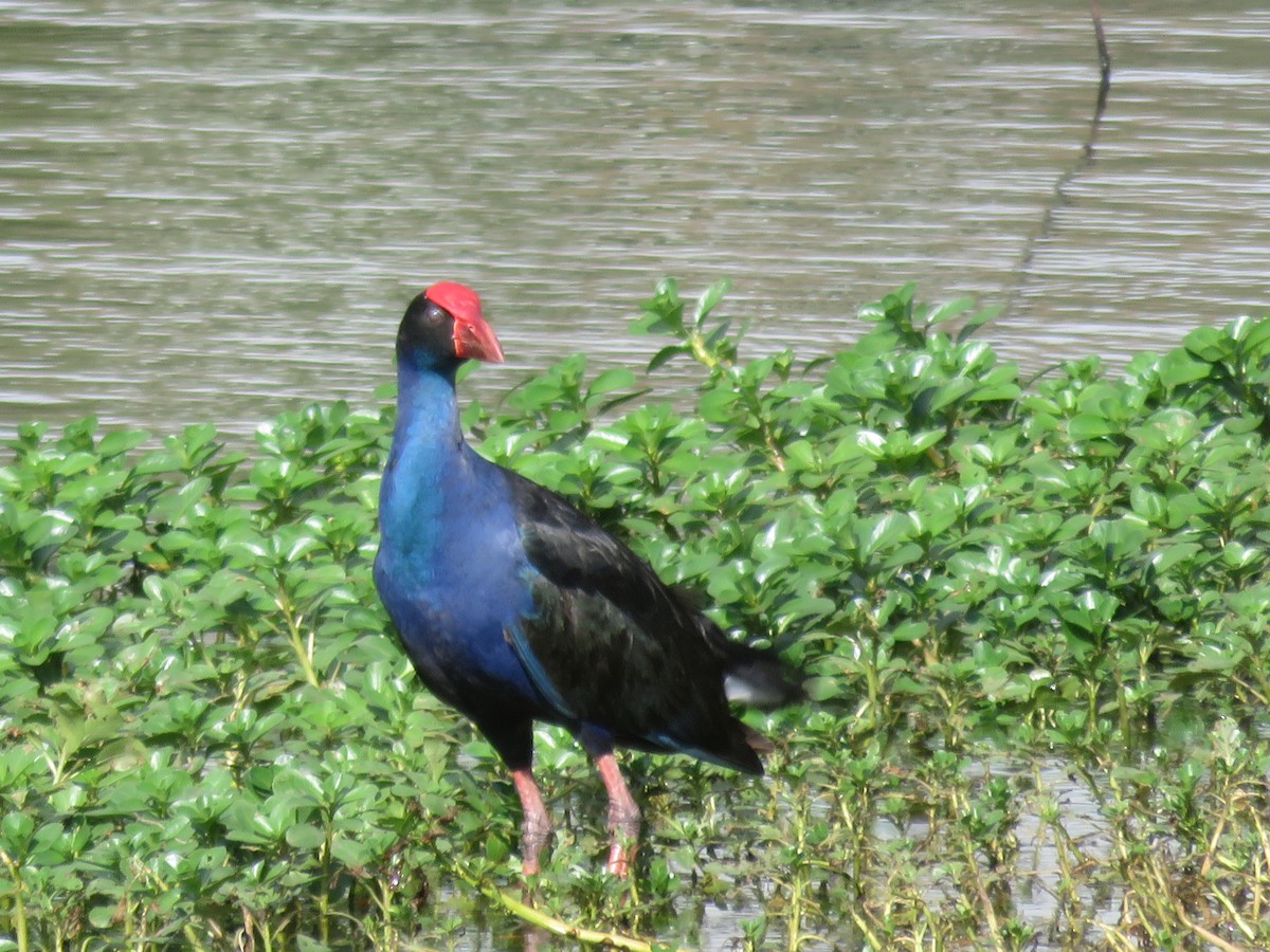 Australasian Swamphen - ML370008871