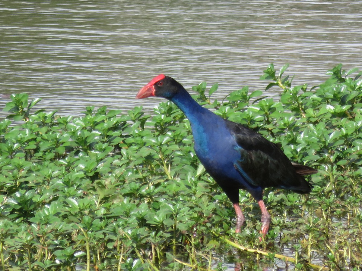 Australasian Swamphen - ML370008901