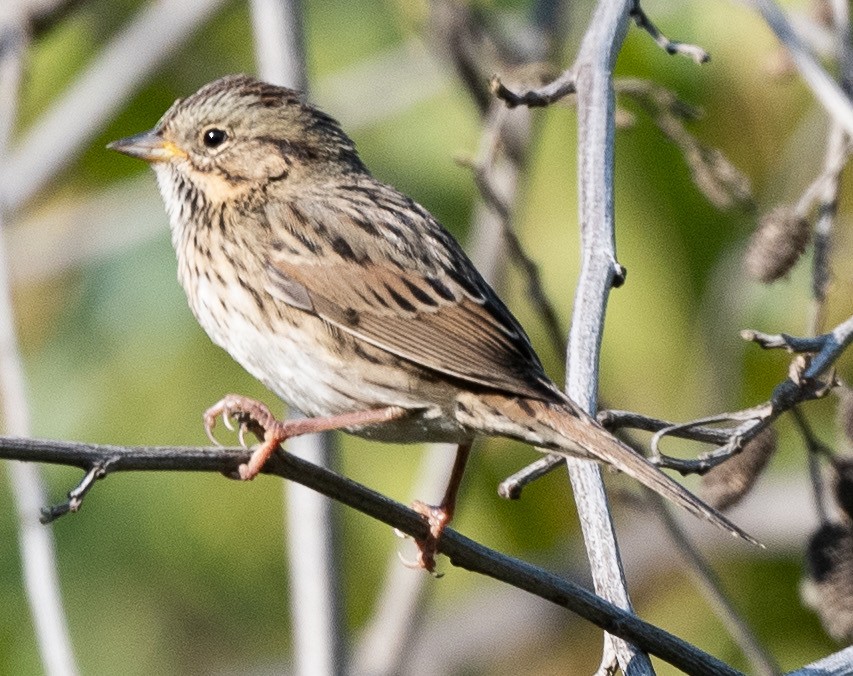 Lincoln's Sparrow - ML370008941