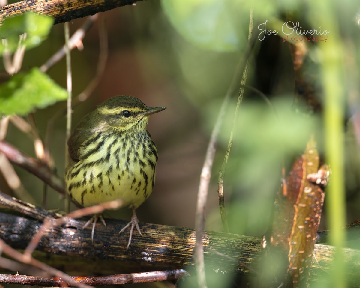 Northern Waterthrush - ML370009571