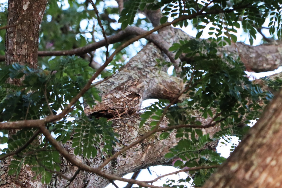 Papuan Frogmouth - ML370010141