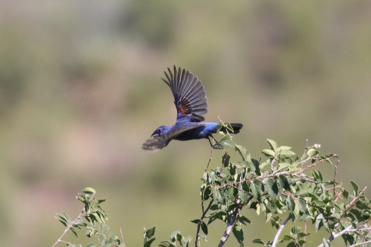 Blue Grosbeak - ML370010611