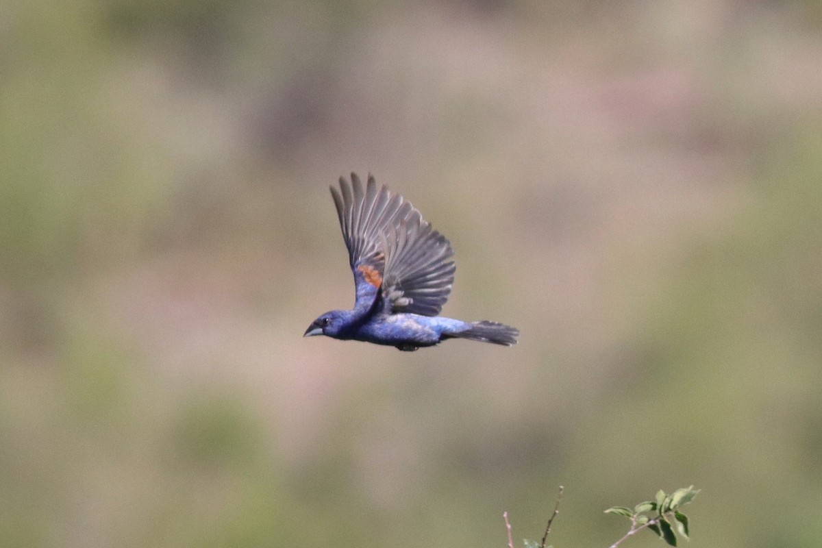 Blue Grosbeak - ML370010711