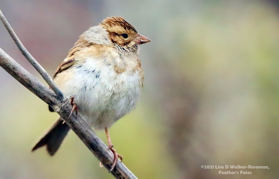 Clay-colored Sparrow - ML370012101