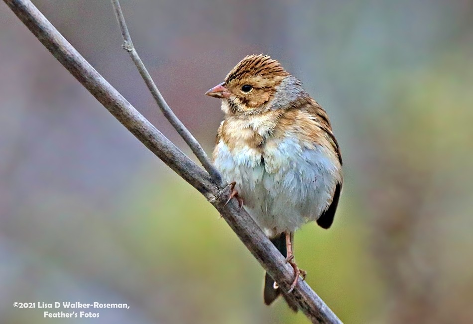 Clay-colored Sparrow - ML370012141