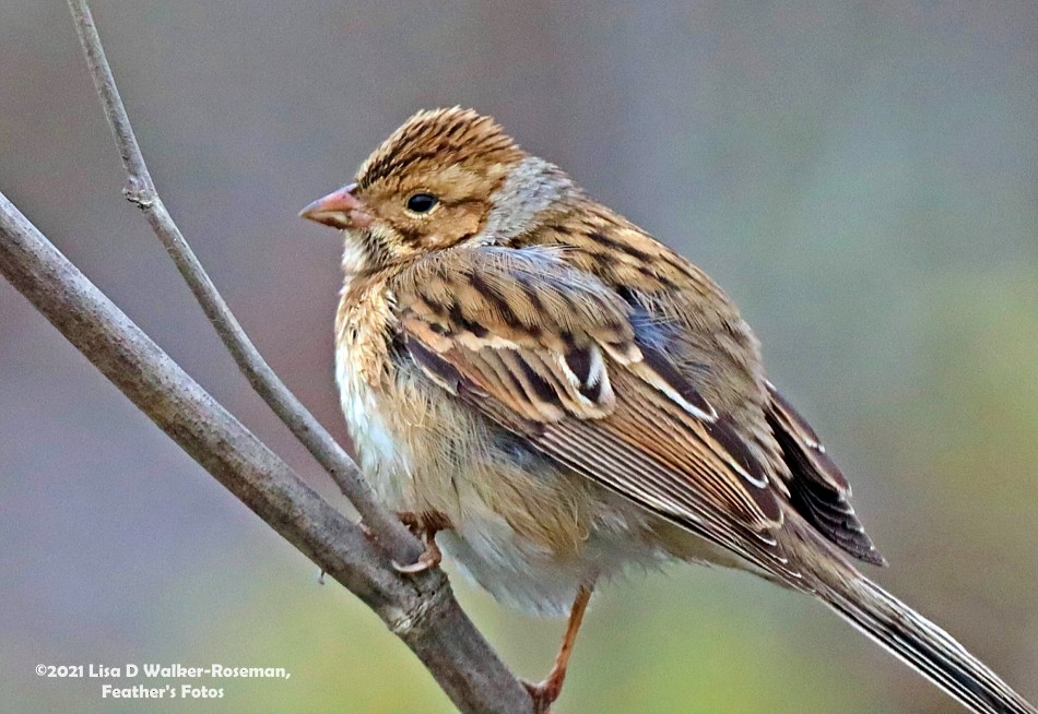 Clay-colored Sparrow - ML370012151