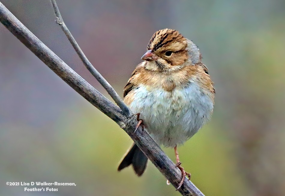 Clay-colored Sparrow - ML370012161