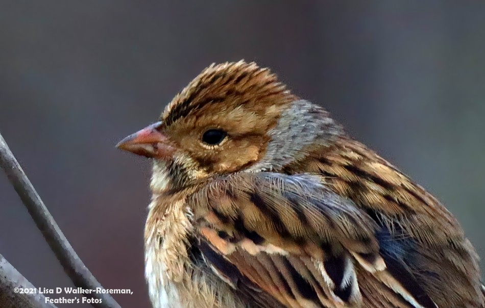 Clay-colored Sparrow - ML370012171