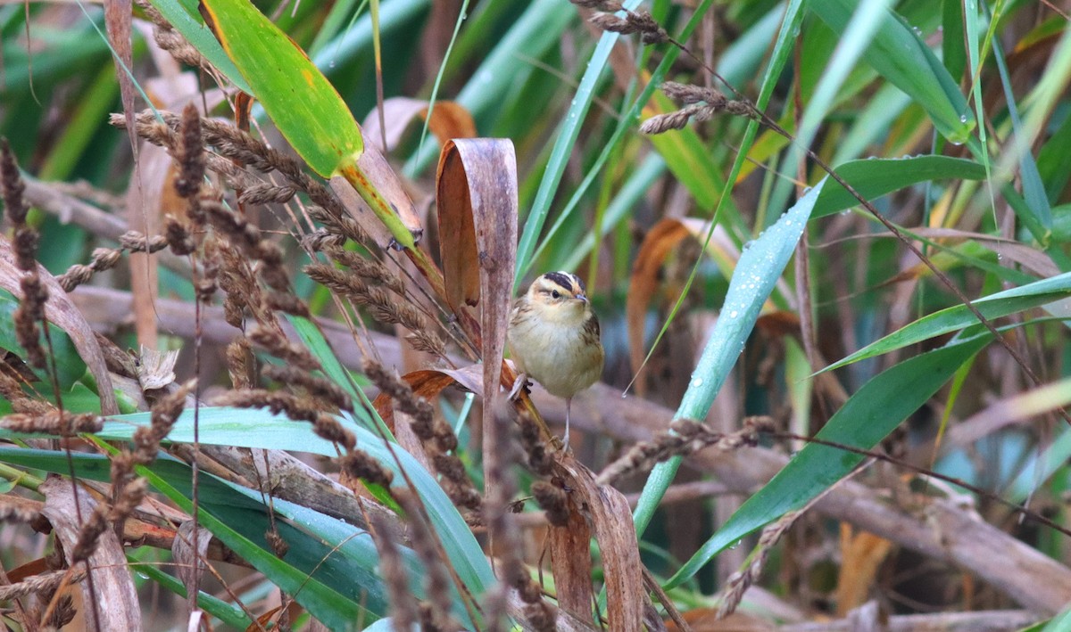 Aquatic Warbler - ML370012801