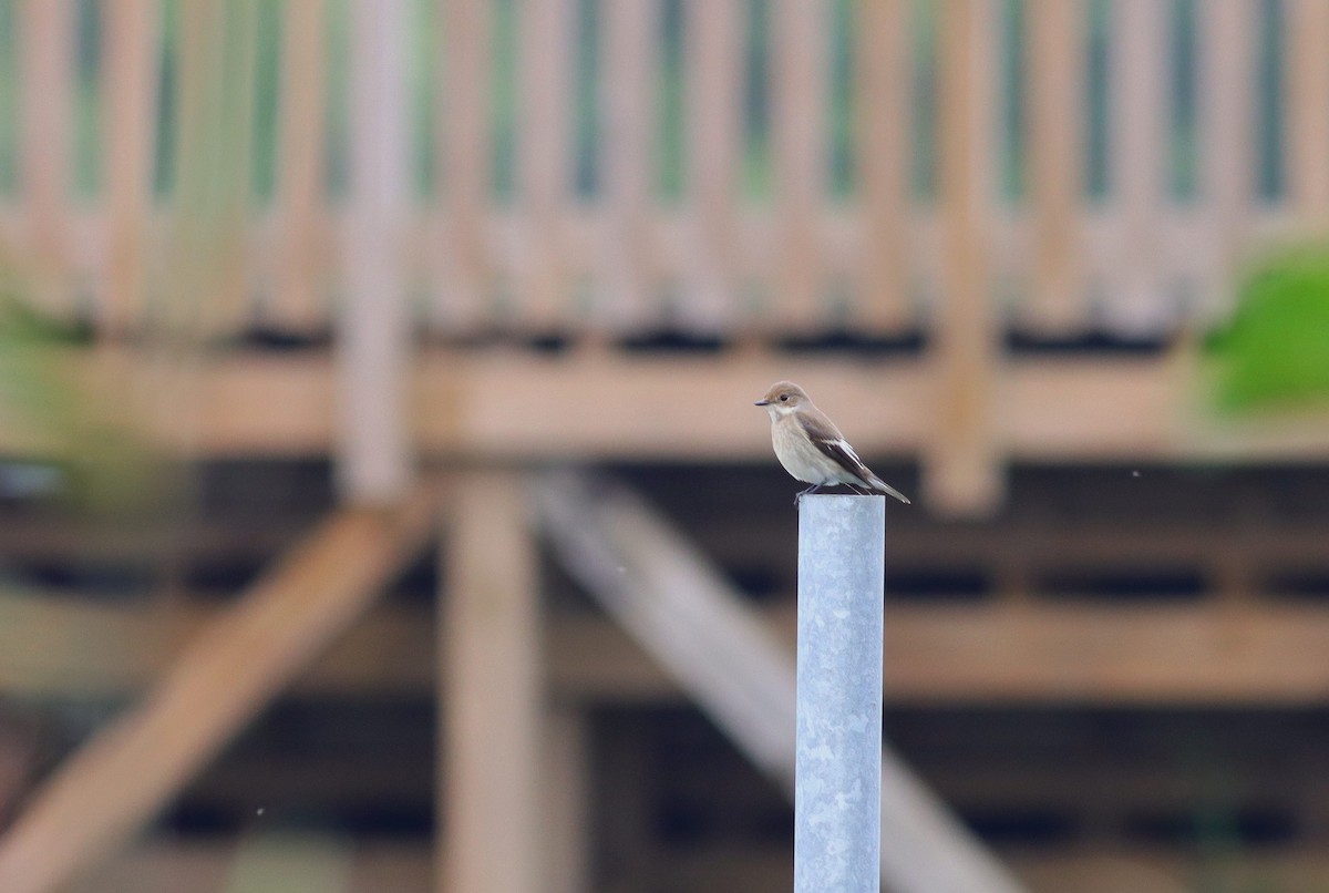 European Pied Flycatcher - ML370012971